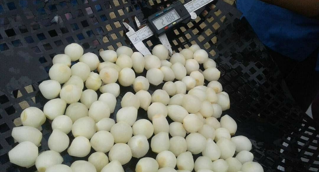 NBR AGRO EXPORTS - Album - pickled silverskin onions