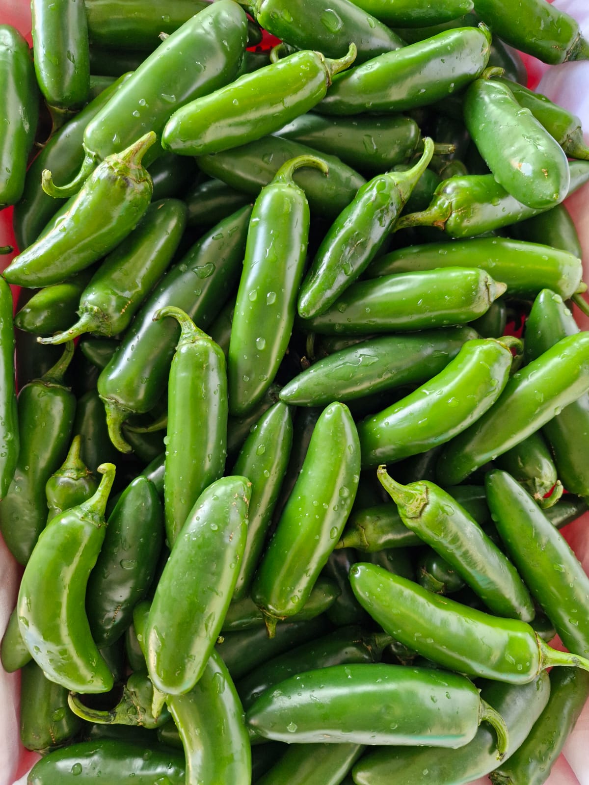 NBR AGRO EXPORTS - Album - Jalapenos