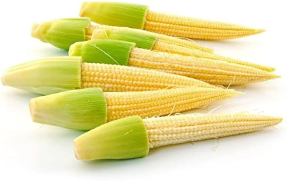 NBR AGRO EXPORTS - Album - BABY CORN